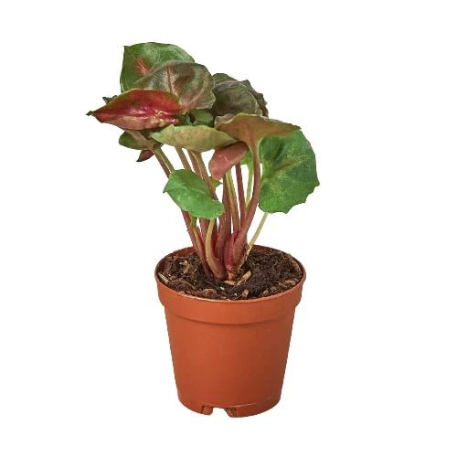 Syngonium 'Merry' Indoor Plant - Mental Houseplants™