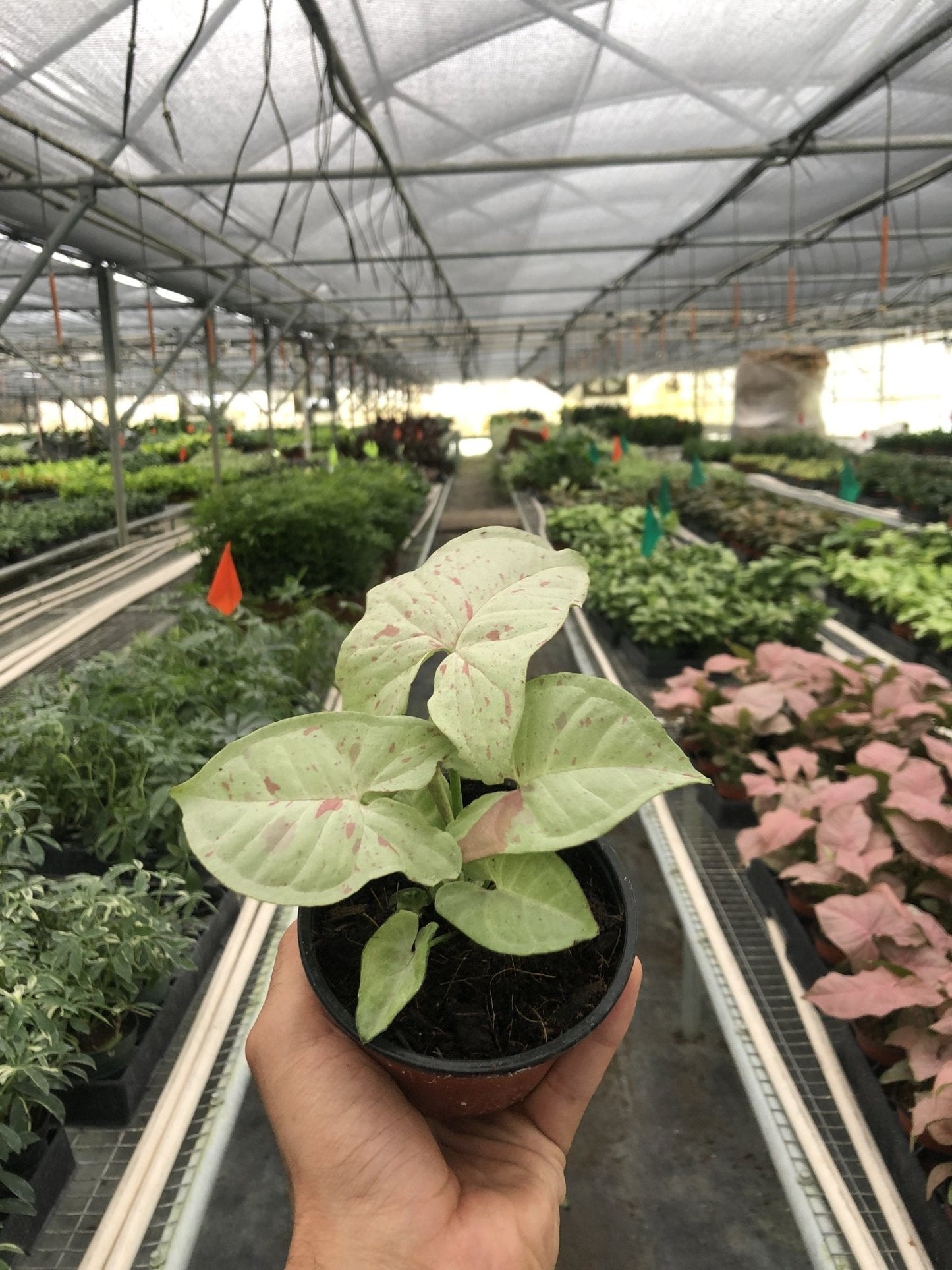 Syngonium 'Milk Confetti' Indoor Plant - Mental Houseplants™