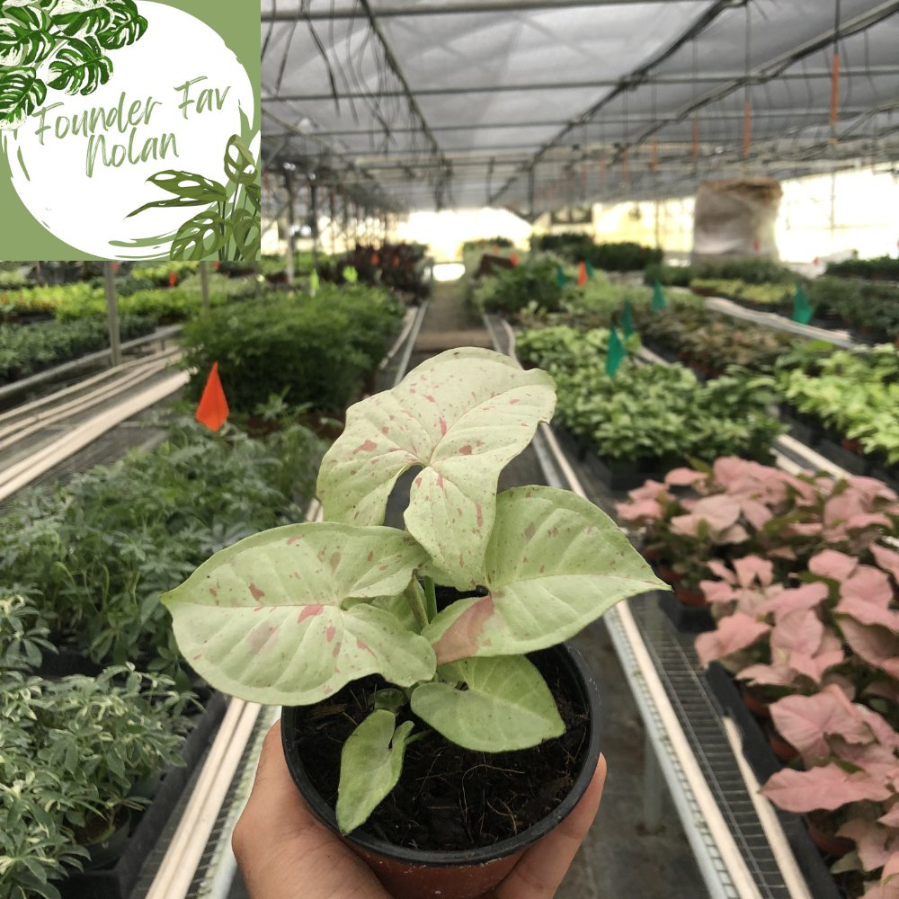Syngonium 'Milk Confetti' Indoor Plant - Mental Houseplants™