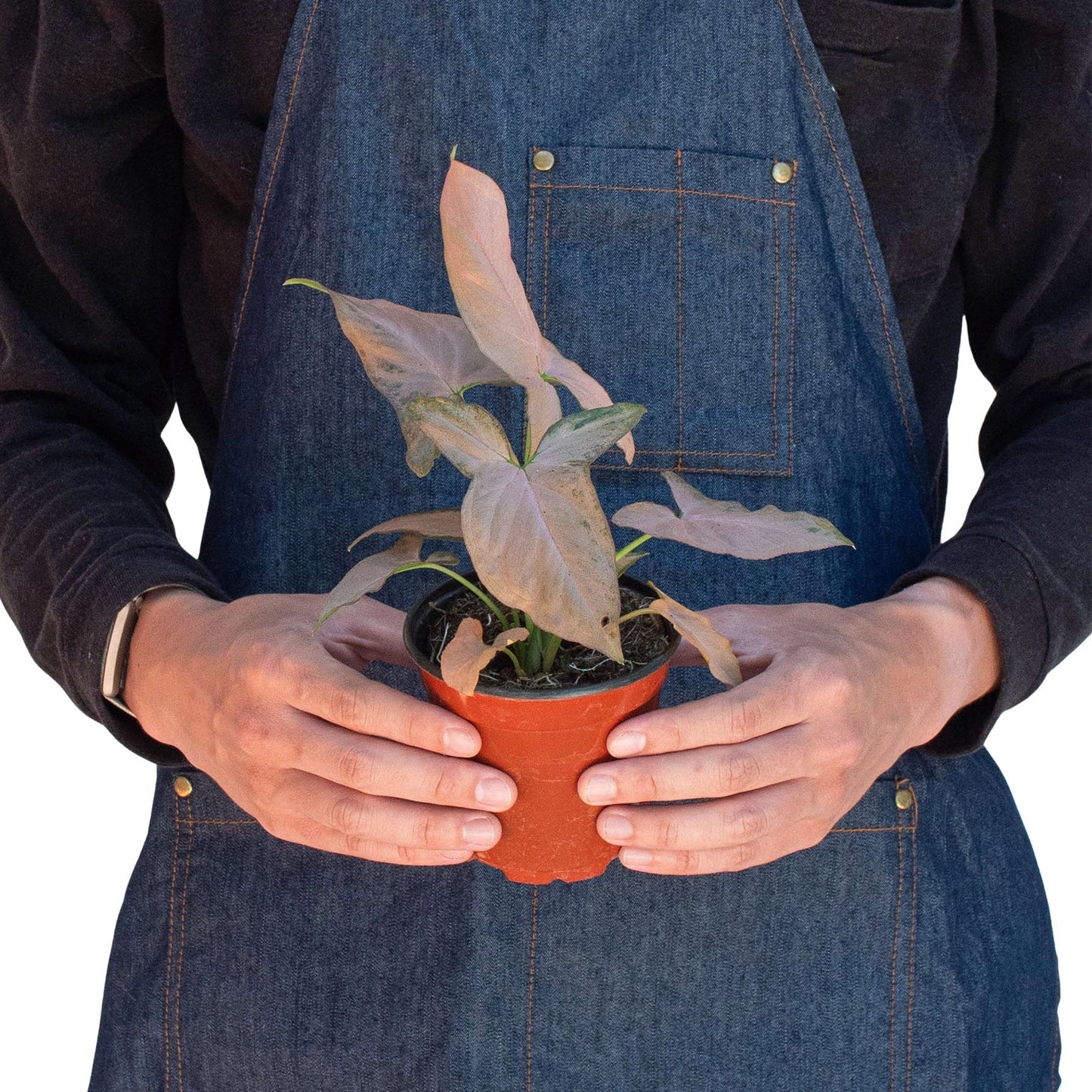 Syngonium 'Pink Splash' Indoor Plant - Mental Houseplants™