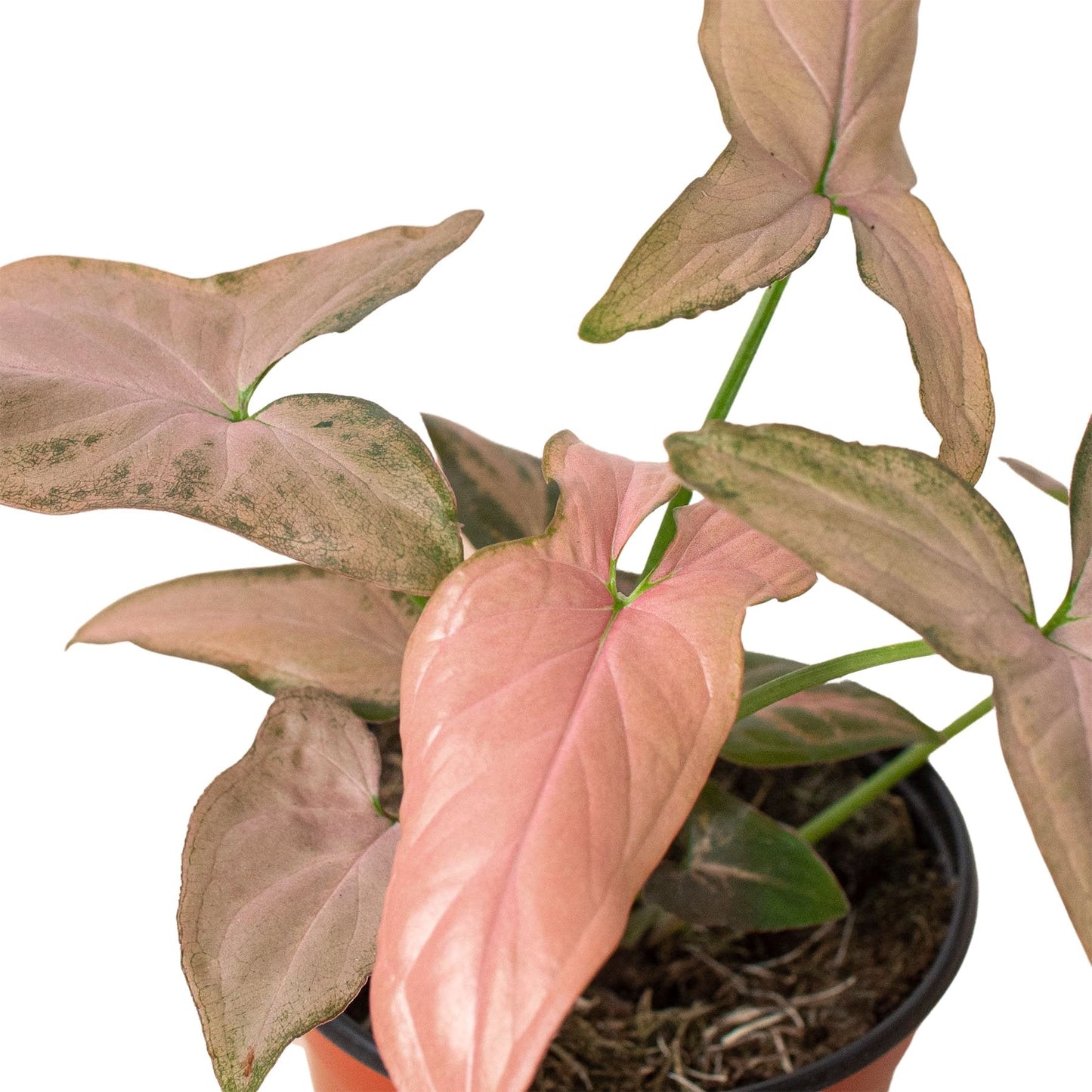Syngonium 'Pink Splash' Indoor Plant - Mental Houseplants™