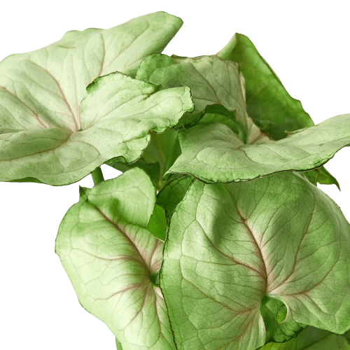 Syngonium 'Roxanna' Indoor Plant - Mental Houseplants™