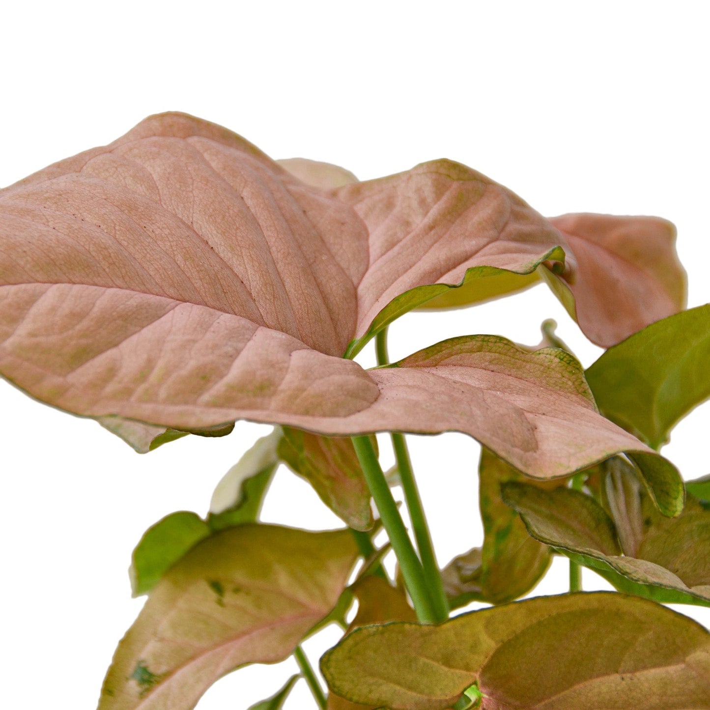 Syngonium Strawberry Indoor Plant - Mental Houseplants™