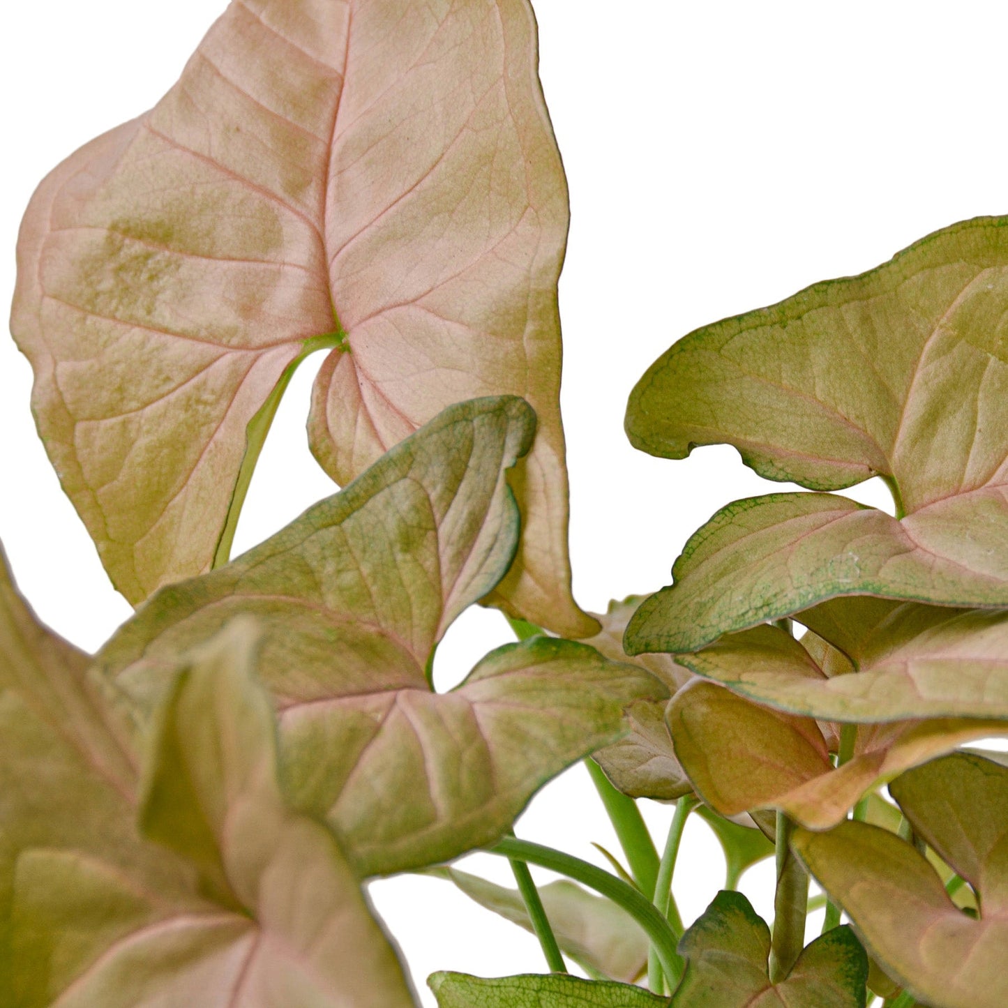 Syngonium Strawberry Indoor Plant - Mental Houseplants™