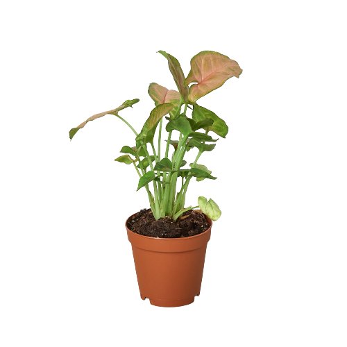 Syngonium Strawberry Indoor Plant - Mental Houseplants™