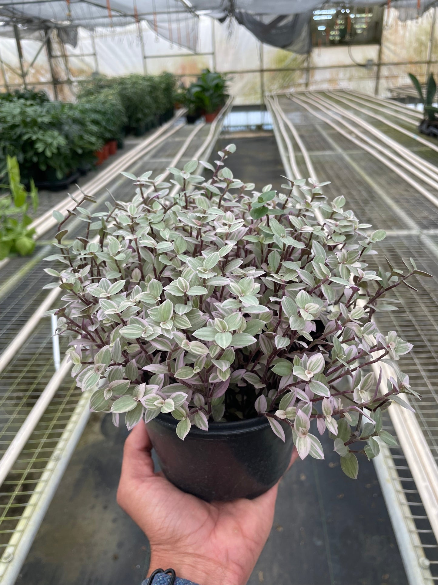 Tradescantia Callisia 'Pink Panther' Indoor Plant - Mental Houseplants™