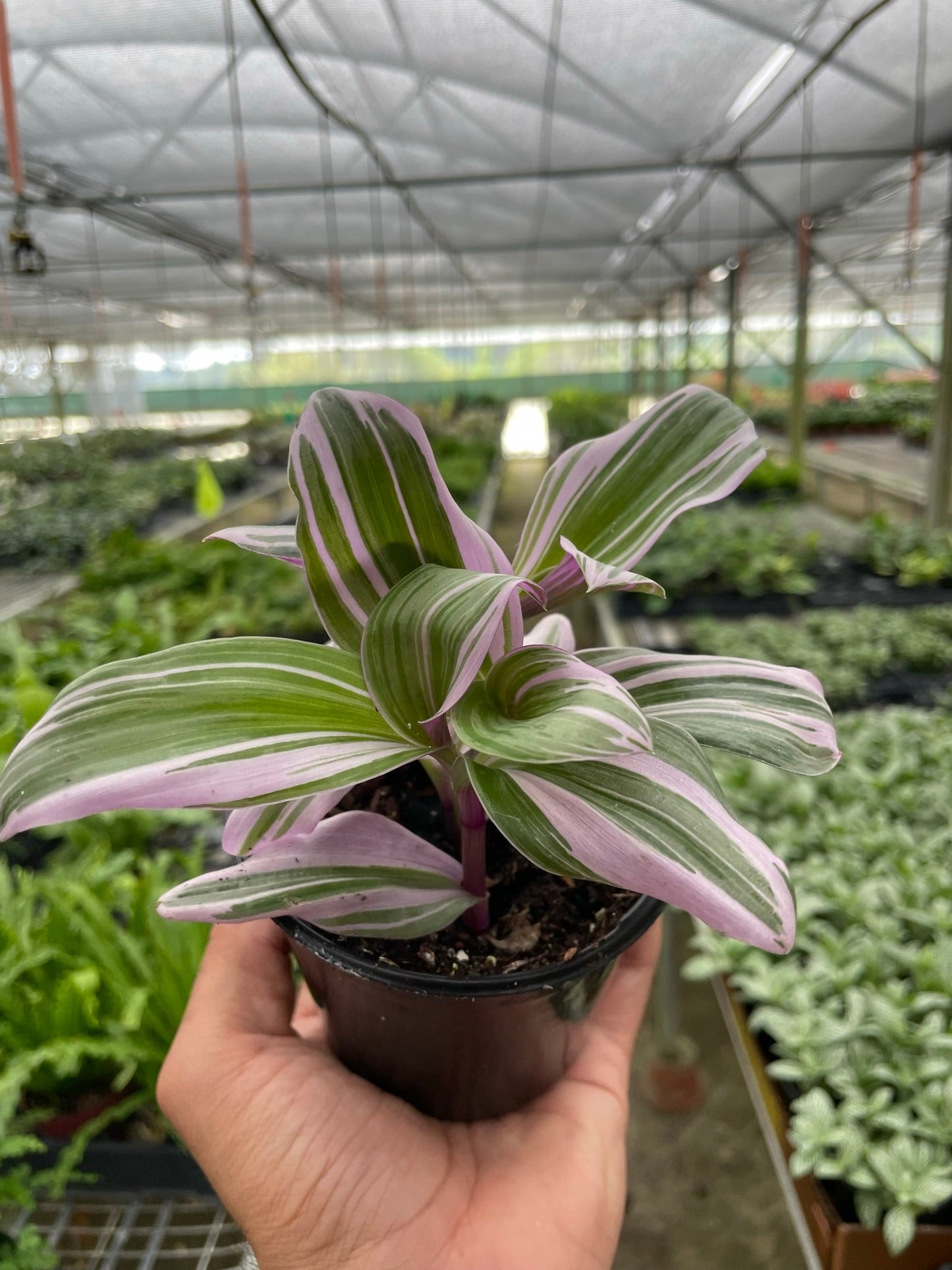 Tradescantia 'Nanouk' Indoor Plant - Mental Houseplants™