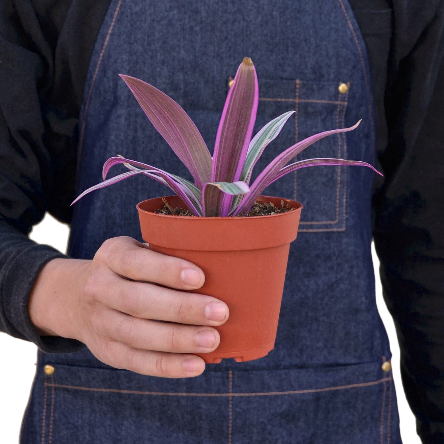 Tradescantia 'Oyster Plant' Indoor Plant - Mental Houseplants™