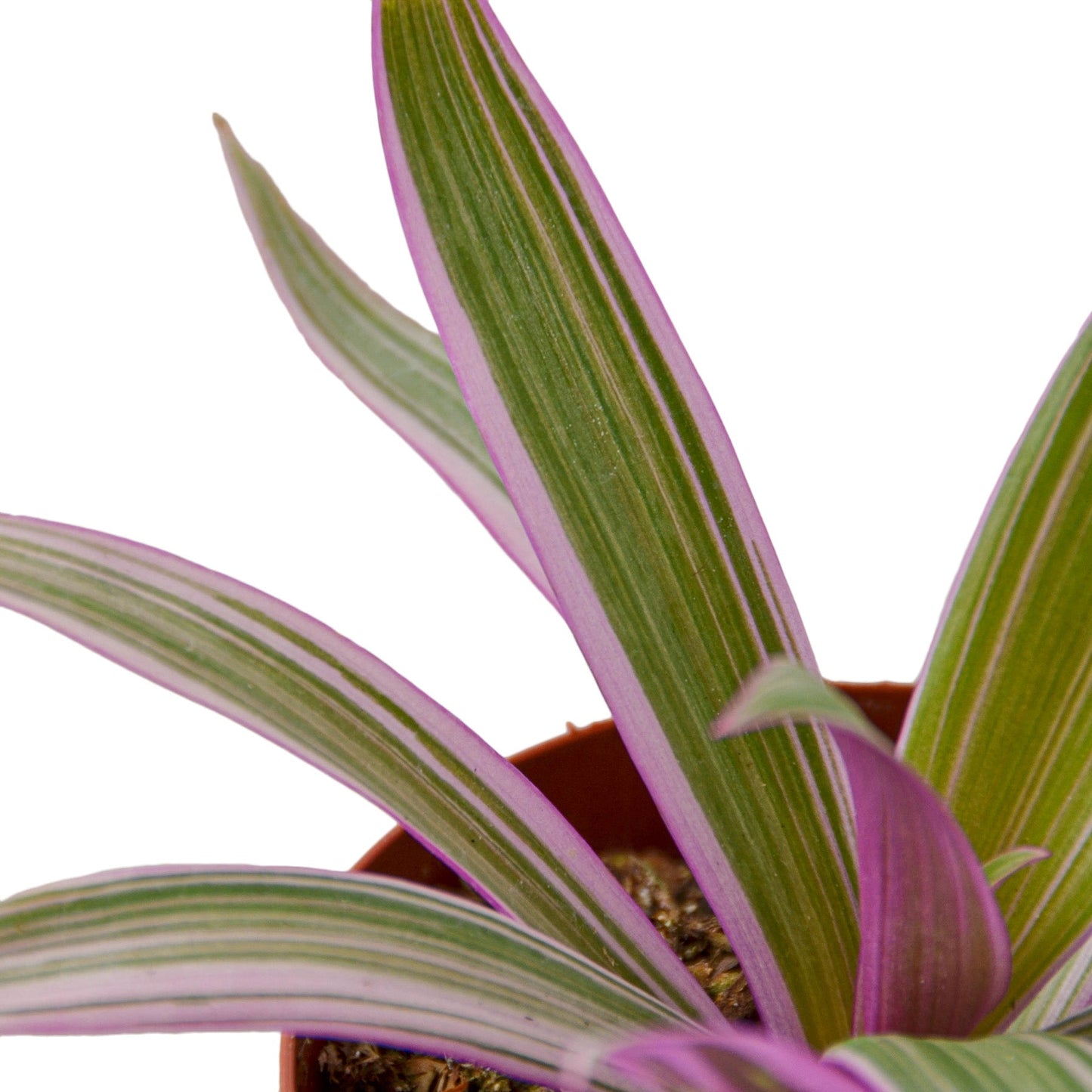 Tradescantia 'Oyster Plant' Indoor Plant - Mental Houseplants™
