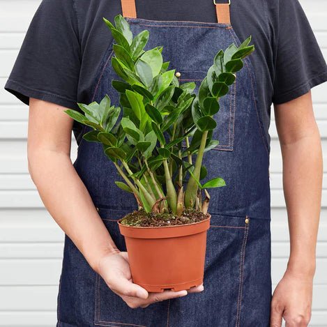 Zamioculcas Zamiifolia 'ZZ' Indoor Plant - Mental Houseplants™
