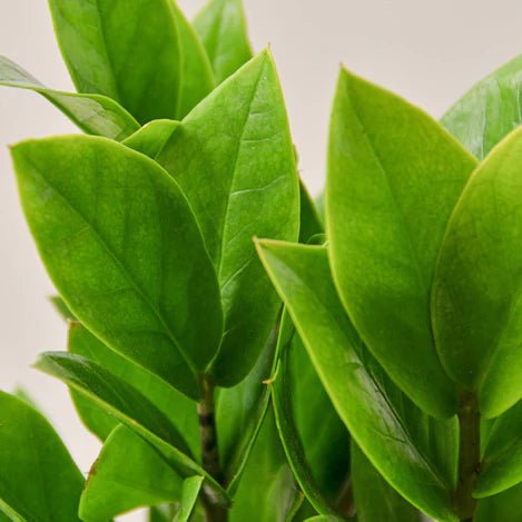 Zamioculcas Zamiifolia 'ZZ' Indoor Plant - Mental Houseplants™