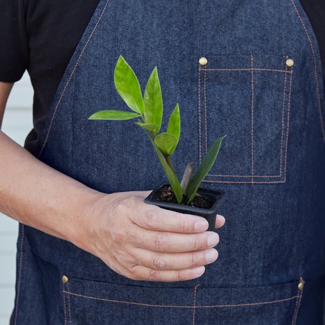 Zamioculcas Zamiifolia 'ZZ' Indoor Plant - Mental Houseplants™
