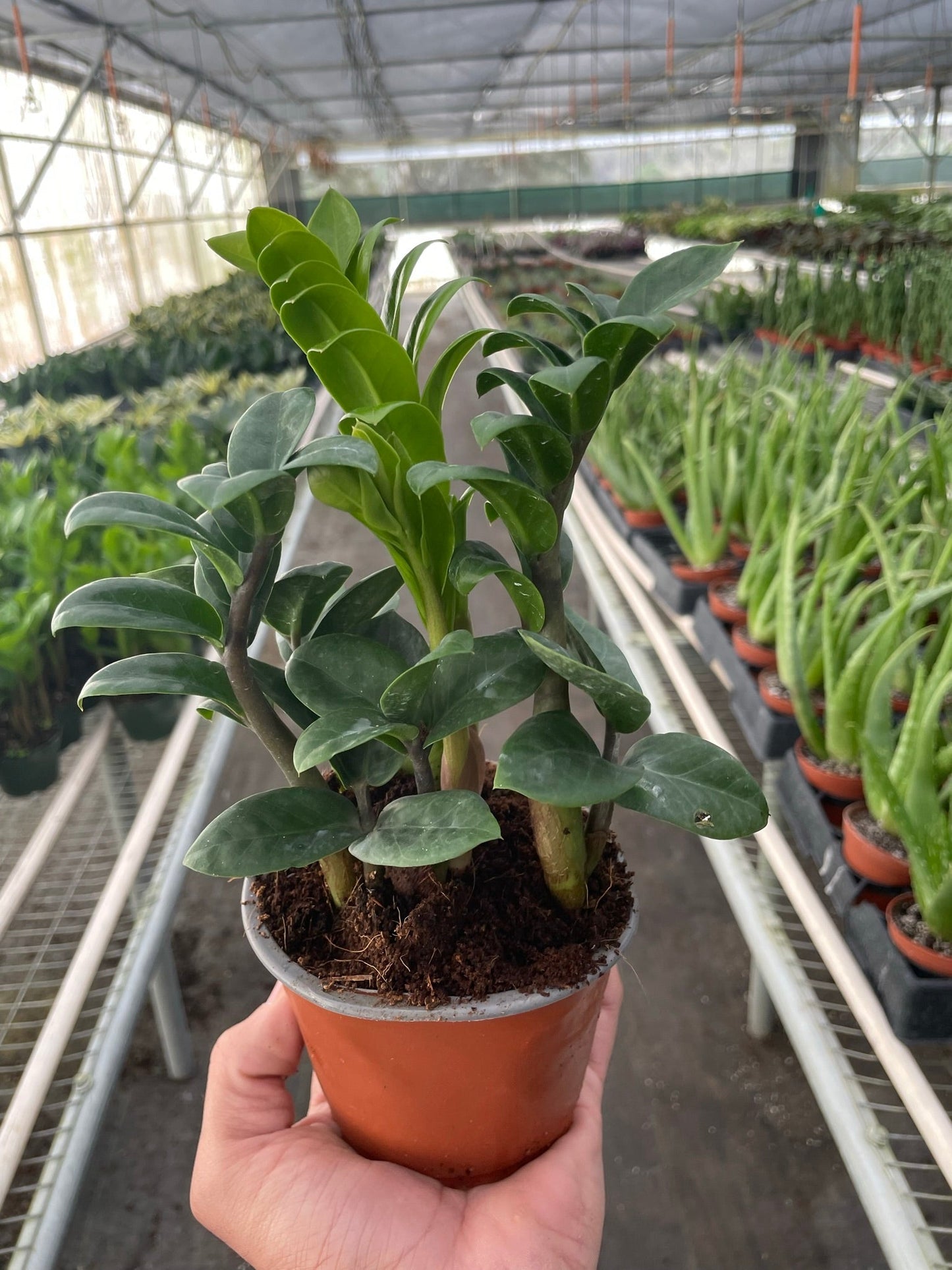 Zamioculcas 'Zenzi' Indoor Plant - Mental Houseplants™