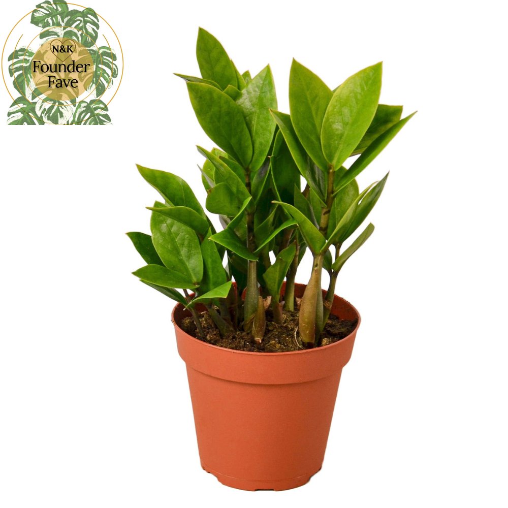 Zamioculcas 'ZZ' Indoor Plant - Mental Houseplants™