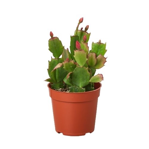 Zygocactus 'Christmas Cactus' Indoor Plant - Mental Houseplants™