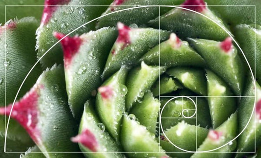 Fibonacci's Fiddle-Leaf Fig (Ficus Lyrata): The Spiraling Natural Mathematic Phenomena - Mental Houseplants™
