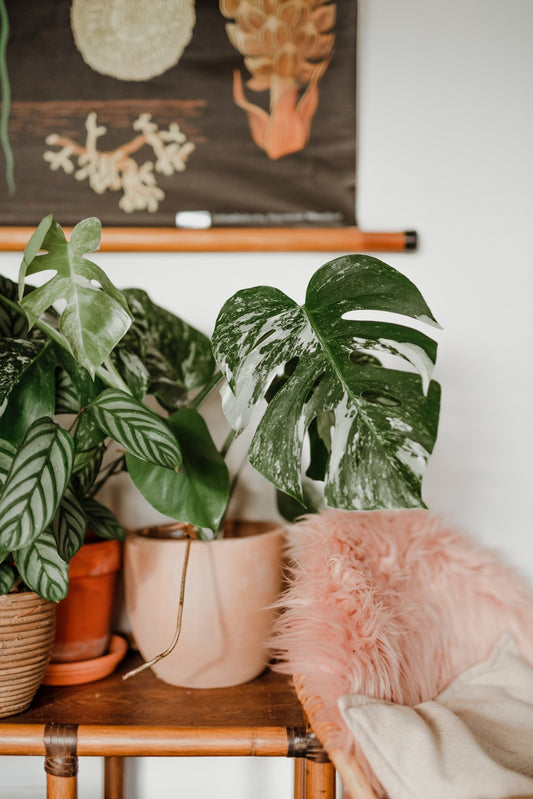 Growing Your Mental Health: The Benefits of Houseplants for Mindfulness and Wellbeing - Mental Houseplants™