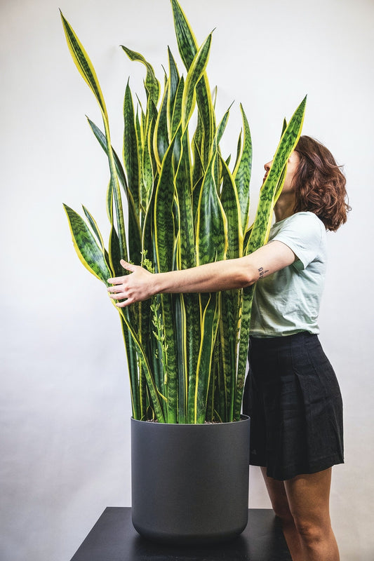 Interaction With Indoor Plants Can Reduce Physiological & Psychological Stress - Mental Houseplants™
