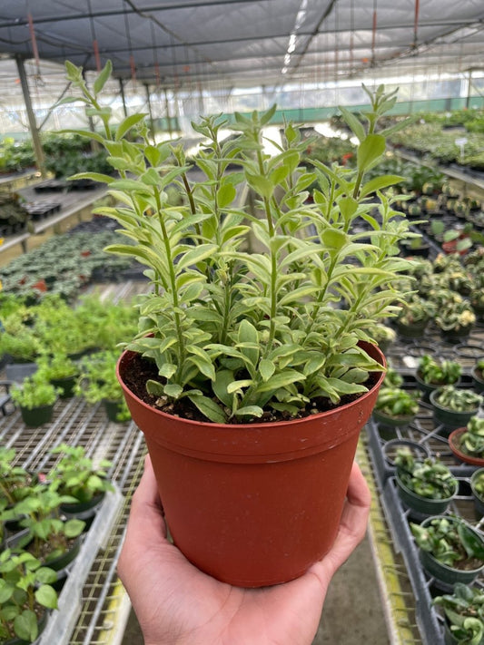 Aeschynanthus 'Bolero Bicolore' Indoor Plant - Mental Houseplants™