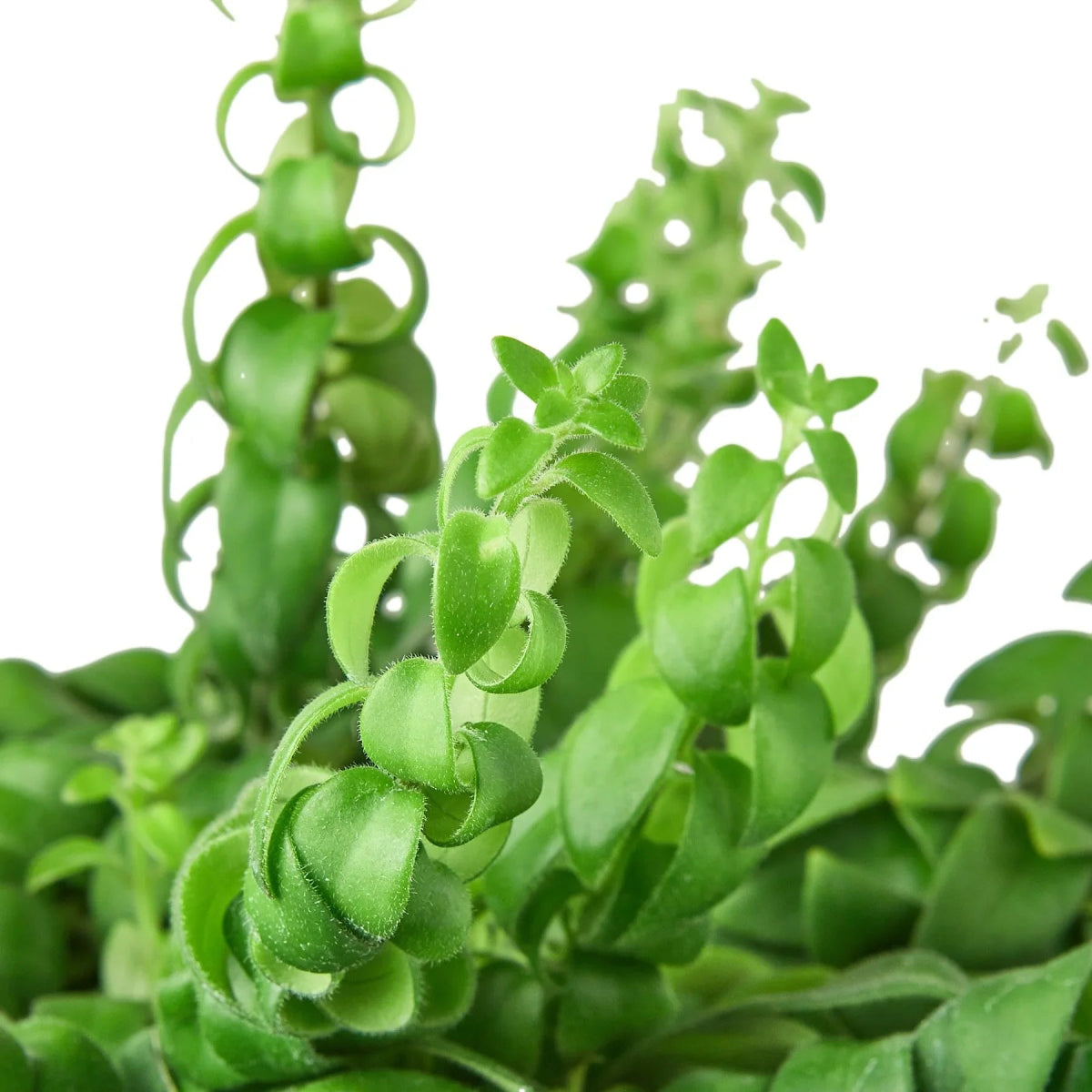 Aeschynanthus 'Curly Lipstick' Indoor Plant - Mental Houseplants™