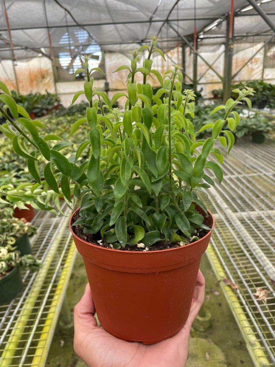 Aeschynanthus 'Curly Lipstick' Indoor Plant - Mental Houseplants™