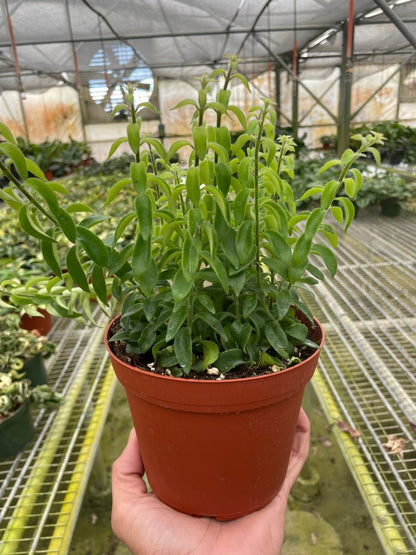 Aeschynanthus 'Curly Lipstick' Indoor Plant - Mental Houseplants™