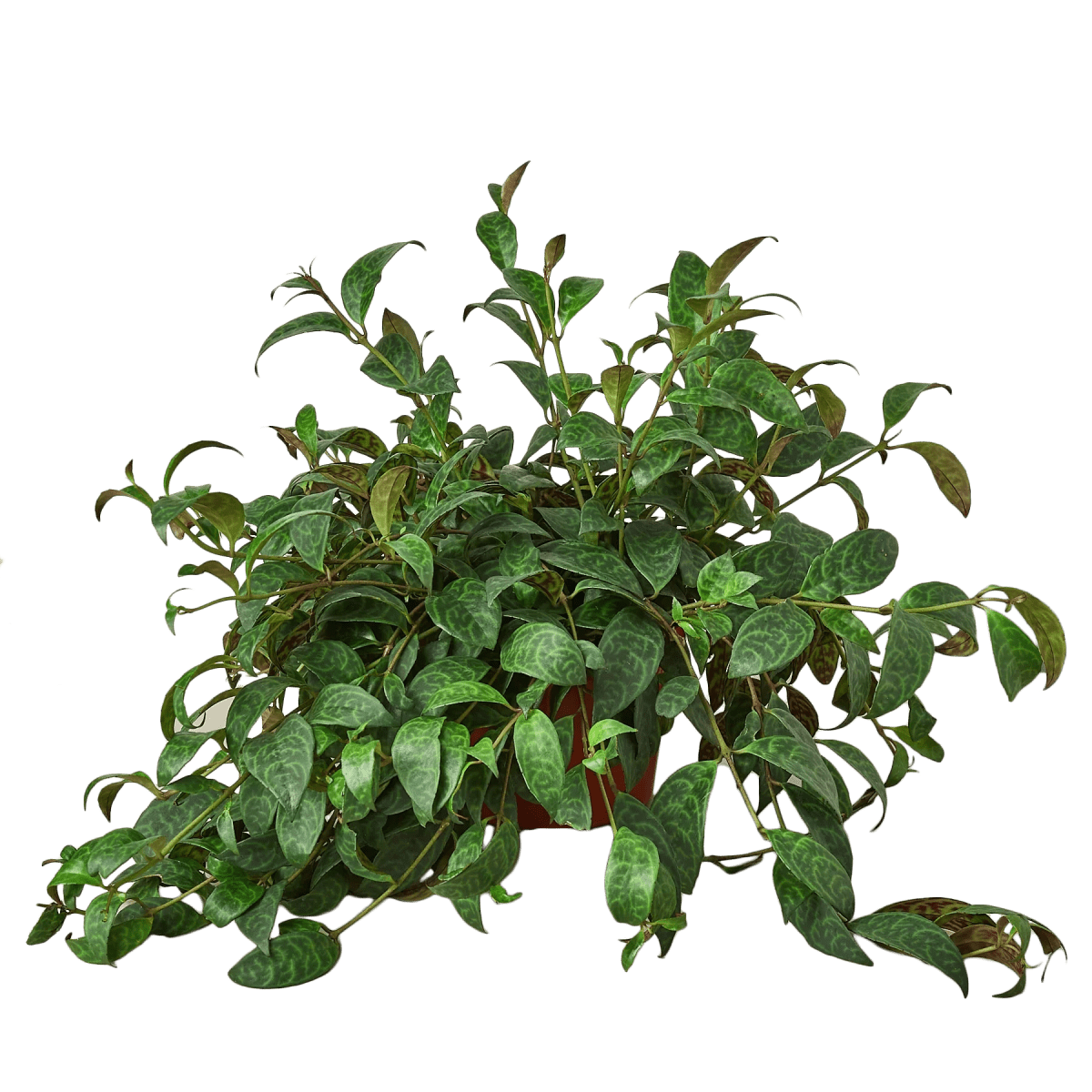 Aeschynanthus 'Lipstick' Indoor Plant - Mental Houseplants™