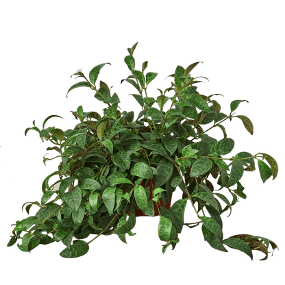 Aeschynanthus 'Lipstick' Indoor Plant - Mental Houseplants™