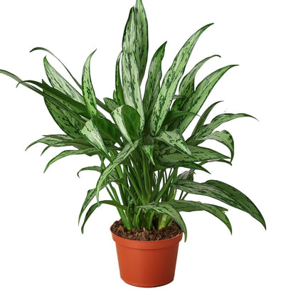 Aglaonema 'Cutlass' Indoor Plant - Mental Houseplants™