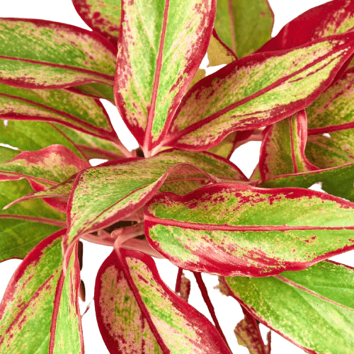 Aglaonema 'Red Siam' Indoor Plant - Mental Houseplants™