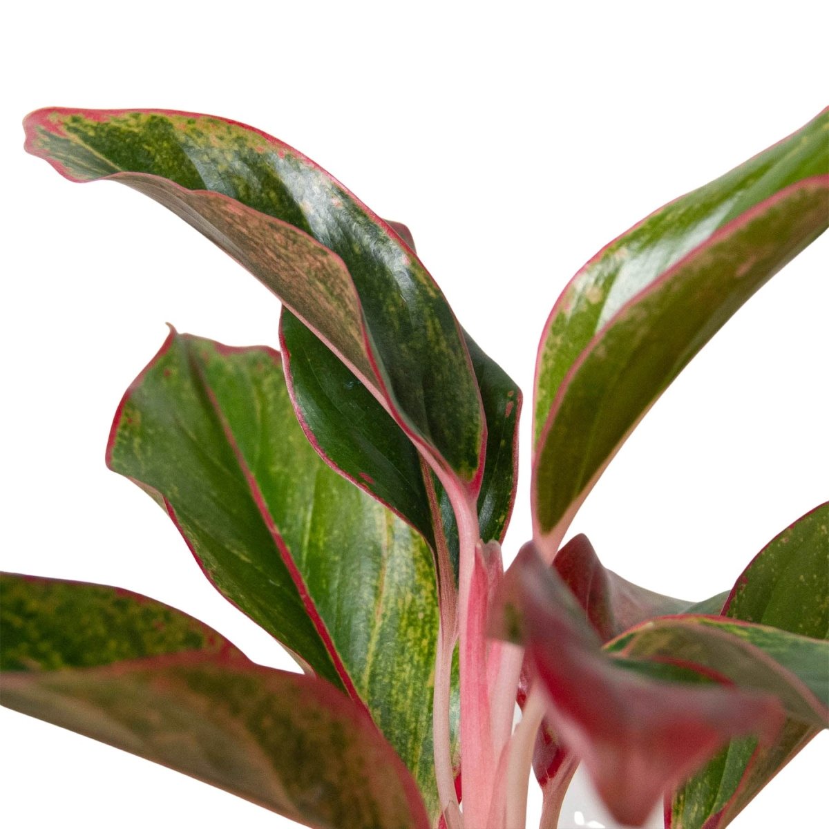 Aglaonema 'Red Siam' Indoor Plant - Mental Houseplants™