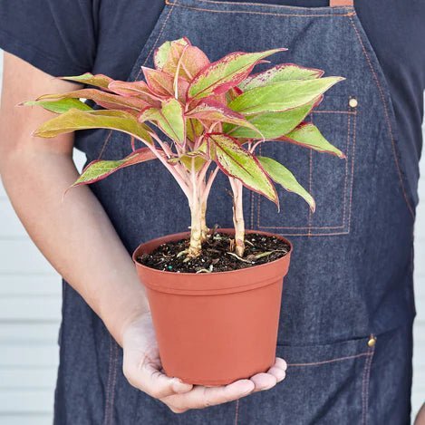 Aglaonema 'Red Siam' Indoor Plant - Mental Houseplants™