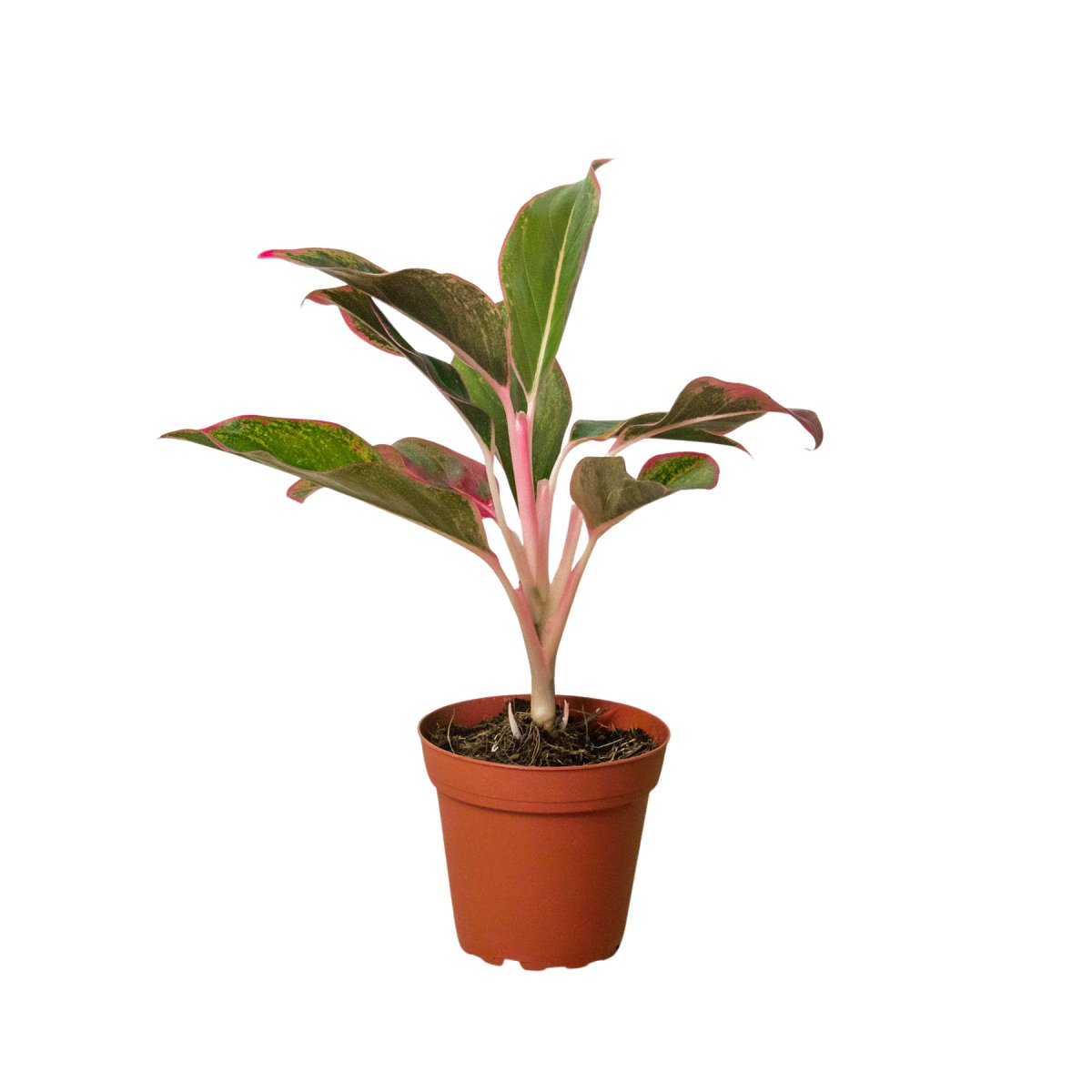 Aglaonema 'Red Siam' Indoor Plant - Mental Houseplants™