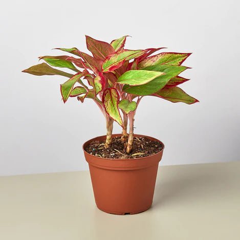 Aglaonema 'Red Siam' Indoor Plant - Mental Houseplants™