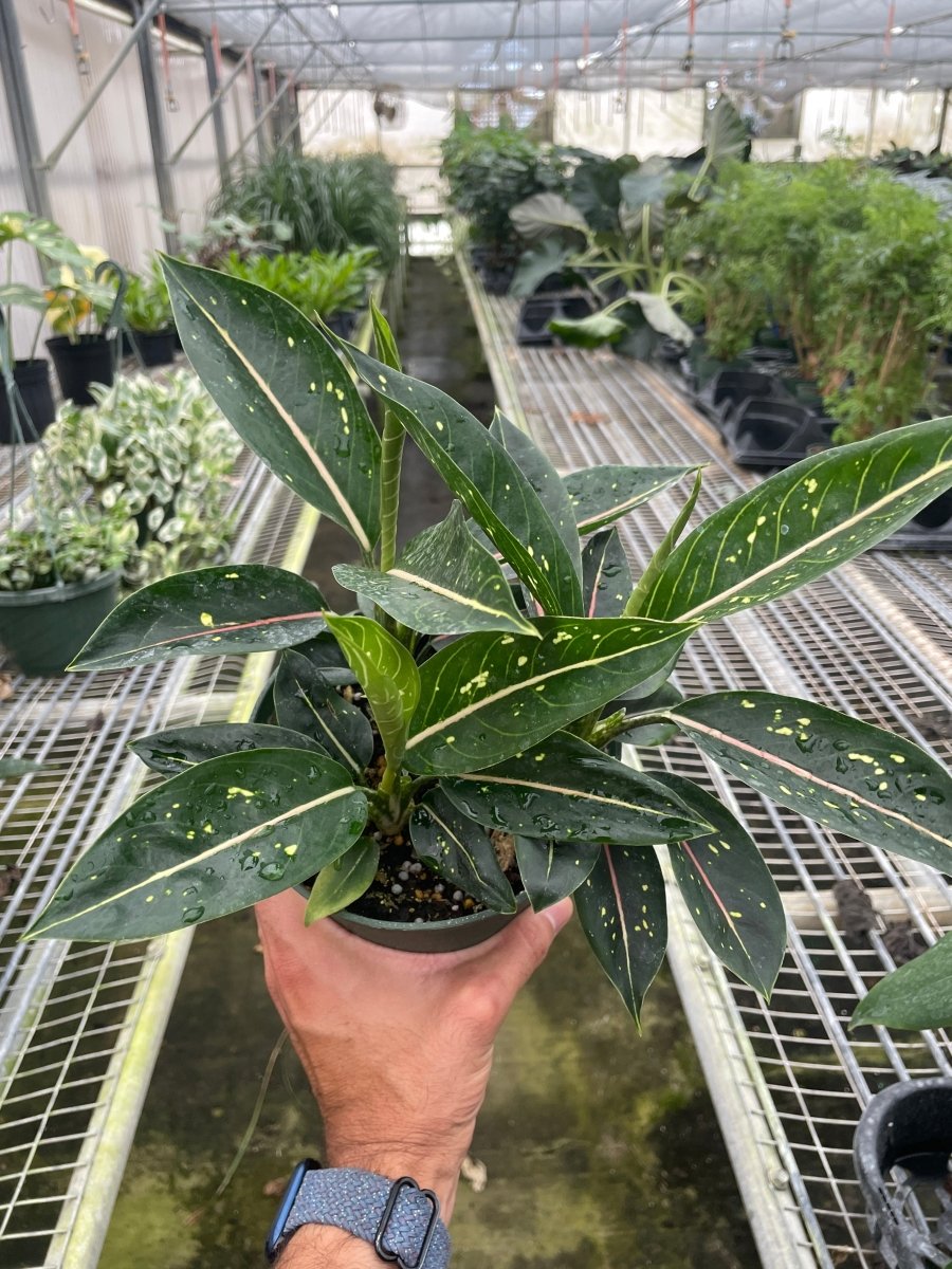 Aglaonema 'Stars' Indoor Plant - Mental Houseplants™