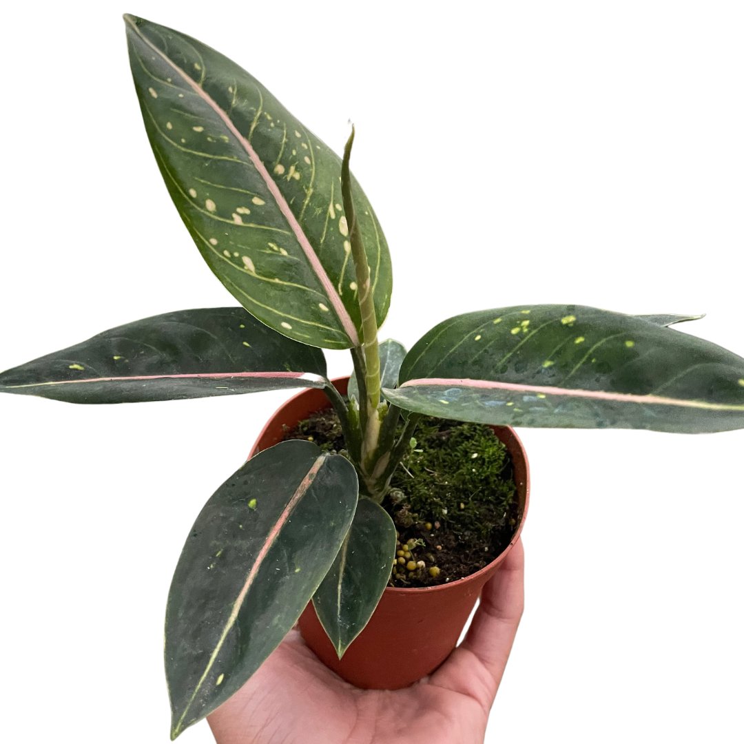 Aglaonema 'Stars' Indoor Plant - Mental Houseplants™