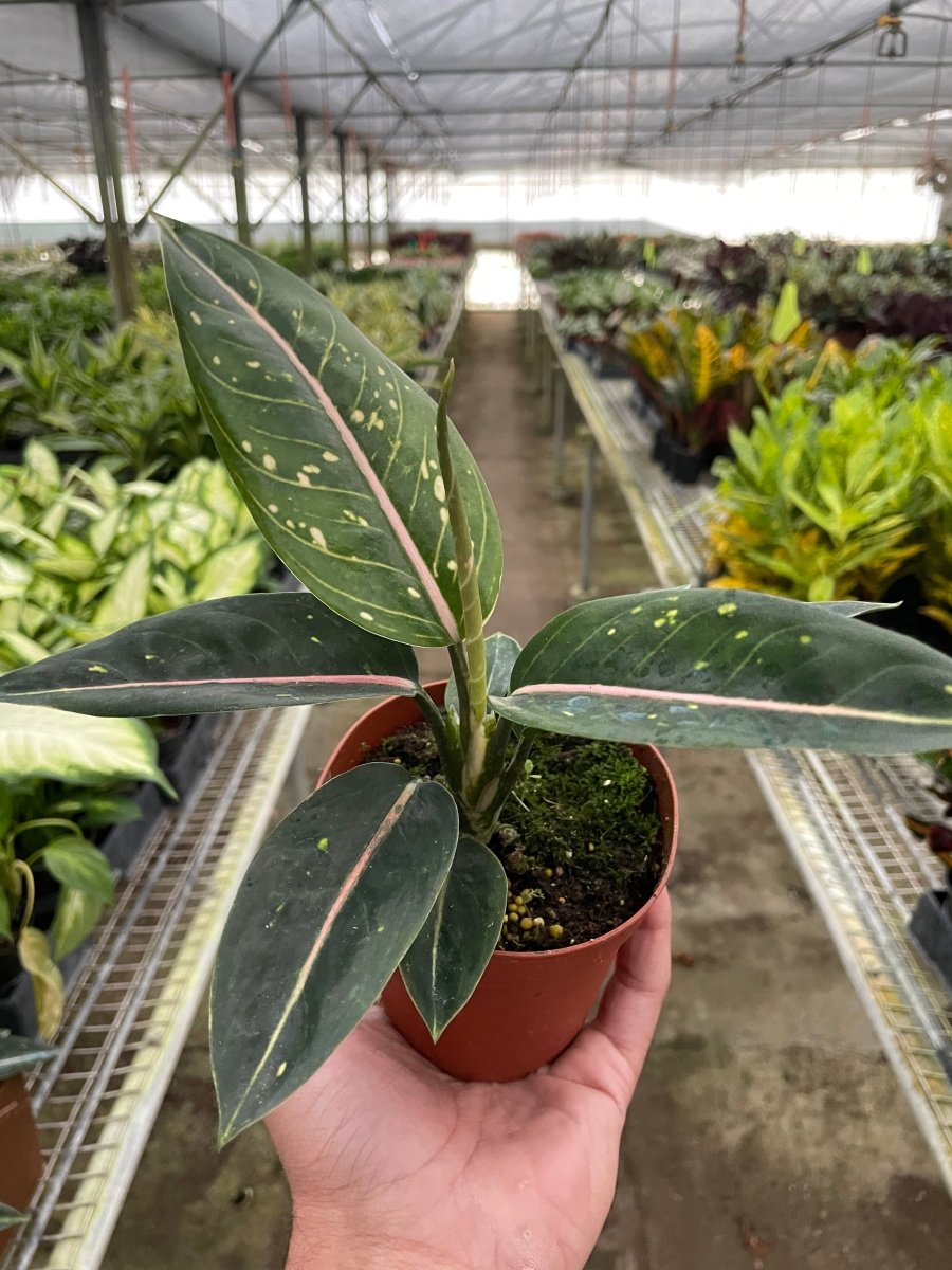 Aglaonema 'Stars' Indoor Plant - Mental Houseplants™