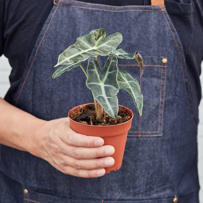 Alocasia 'African Mask' Indoor Plant - Mental Houseplants™