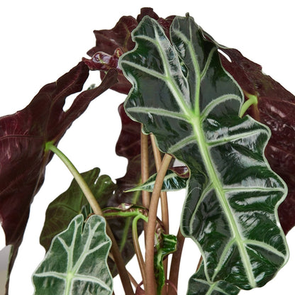 Alocasia 'African Mask' Indoor Plant - Mental Houseplants™