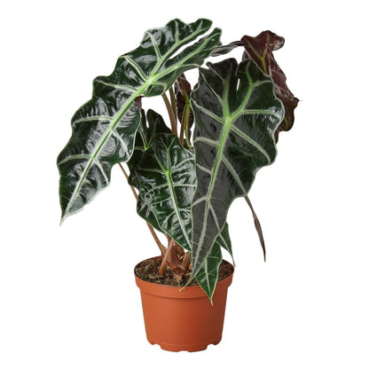 Alocasia 'African Mask' Indoor Plant - Mental Houseplants™