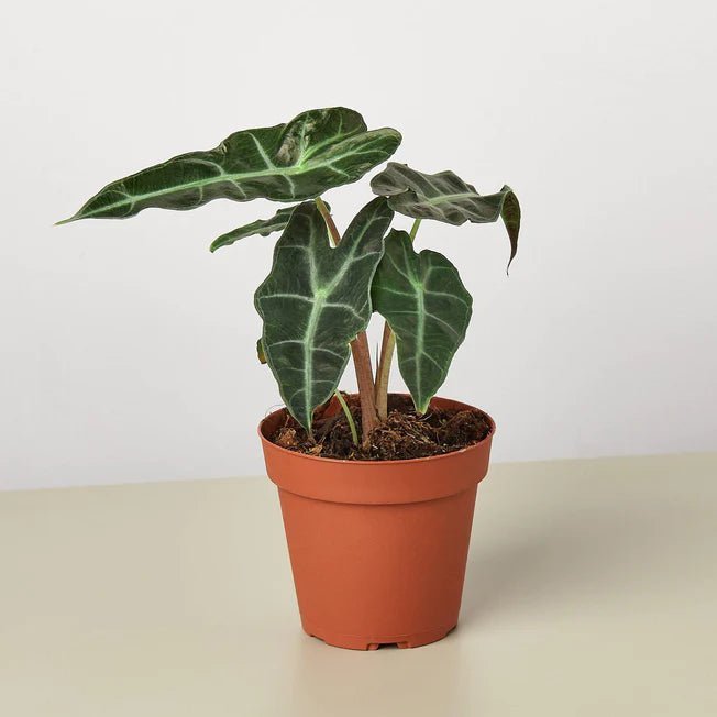 Alocasia 'African Mask' Indoor Plant - Mental Houseplants™