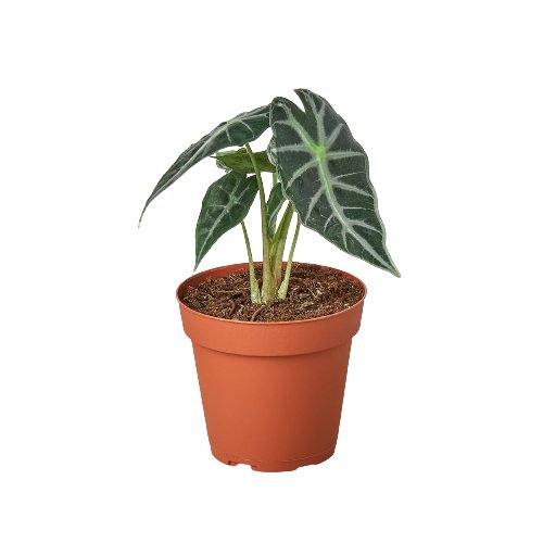 Alocasia 'Bambino' Indoor Plant - Mental Houseplants™