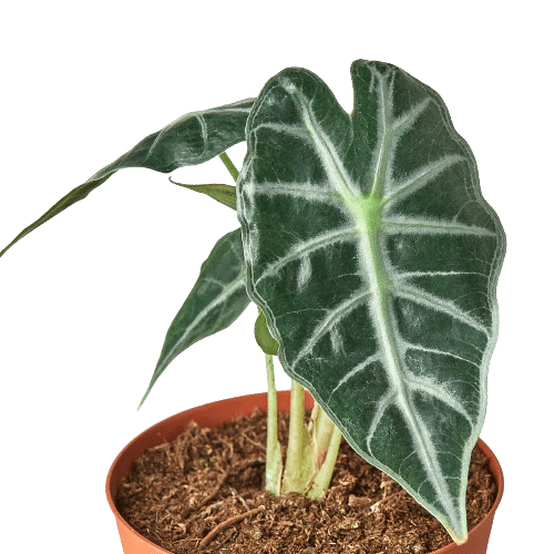 Alocasia 'Bambino' Indoor Plant - Mental Houseplants™