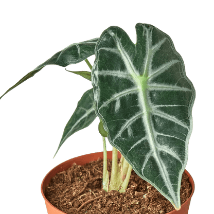 Alocasia 'Bambino' Indoor Plant - Mental Houseplants™