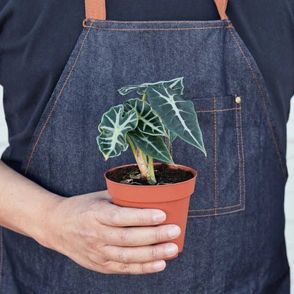 Alocasia 'Bambino' Indoor Plant - Mental Houseplants™