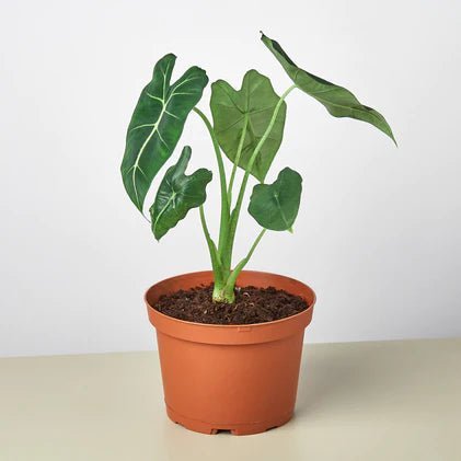 Alocasia 'Frydek' Indoor Plant - Mental Houseplants™