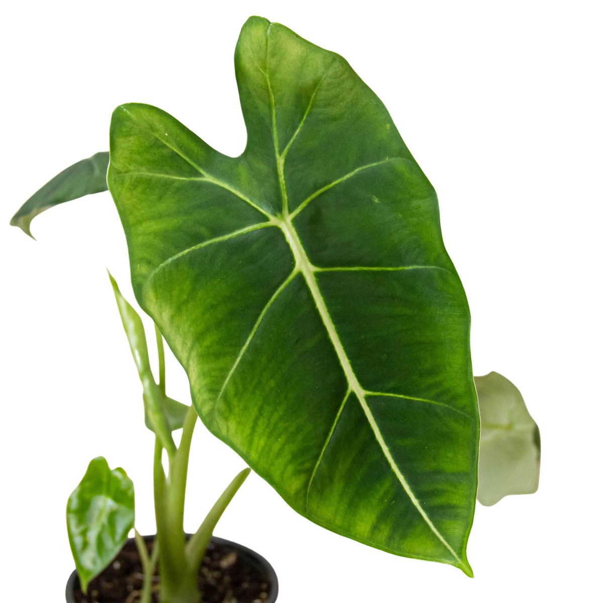 Alocasia 'Frydek' Indoor Plant - Mental Houseplants™