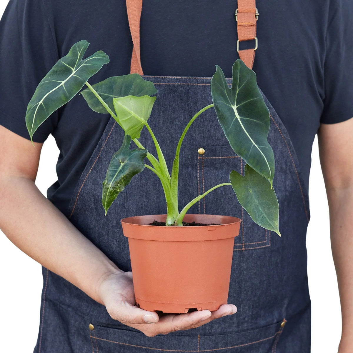 Alocasia 'Frydek' Indoor Plant - Mental Houseplants™