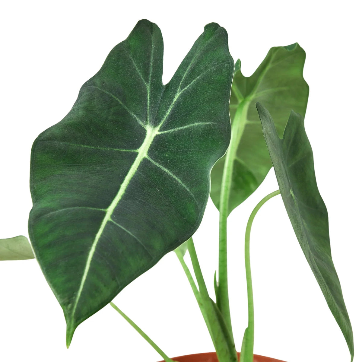 Alocasia 'Frydek' Indoor Plant - Mental Houseplants™