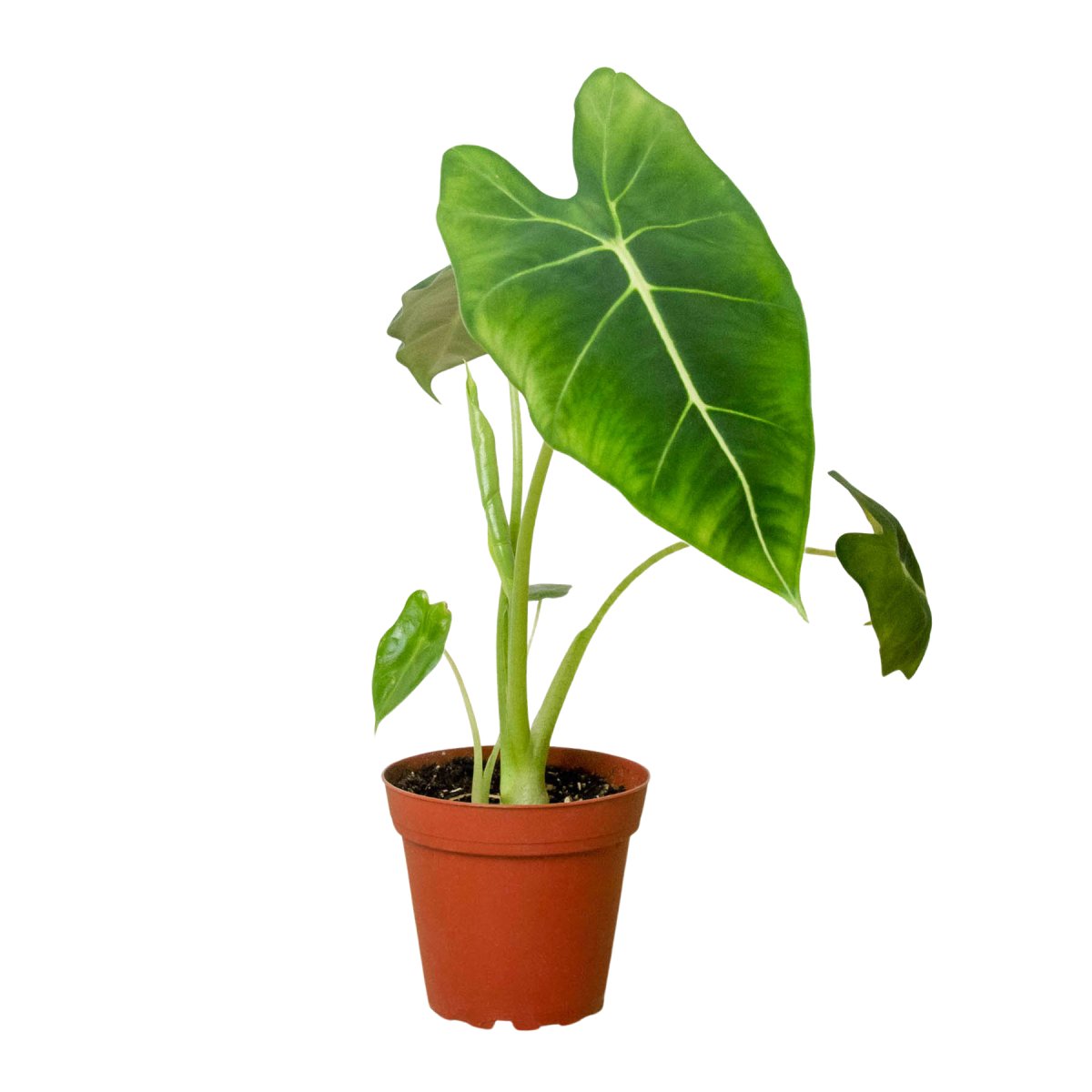 Alocasia 'Frydek' Indoor Plant - Mental Houseplants™